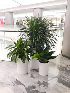 宁波慈溪盆景出租哪家好